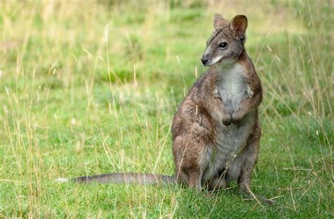 Opinion: Wallabies are on the loose in Britain – and we’ve mapped 95 sightings - University ...