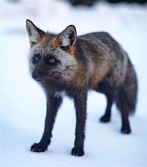 Sierra Red Fox photo courtesy: skylerhughes_photo | Fox, Red fox, Animals