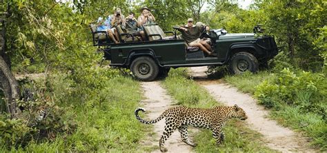 Kruger Tours: The Best South Africa Safari Adventures