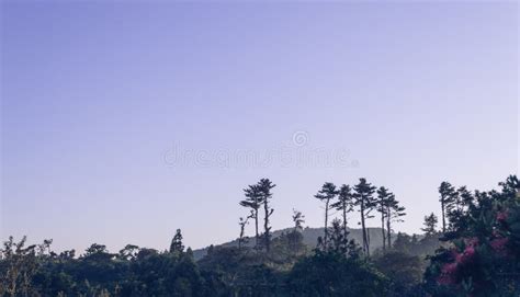 Sunrise Over Forest and Trees of Jeju Island Stock Photo - Image of ...