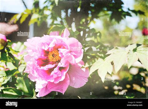 Peony garden hi-res stock photography and images - Alamy