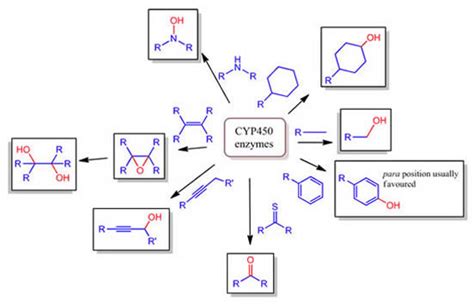 Medicinal Chemistry — Understanding Drug Metabolism