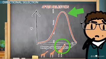 Directional Selection | Definition, Graph & Examples - Lesson | Study.com