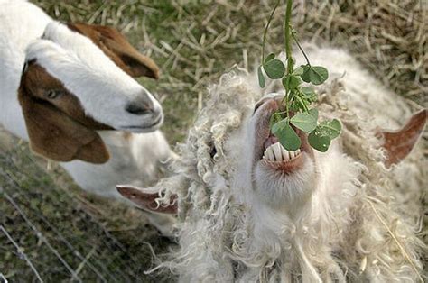 Funny Goats (17 pics)