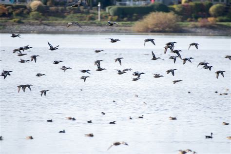 Avian flu cause of dead geese in area - Keizertimes