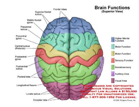 Brain Functions (Superior View) | Anatomia do cérebro, Neurociência, Anatomia médica