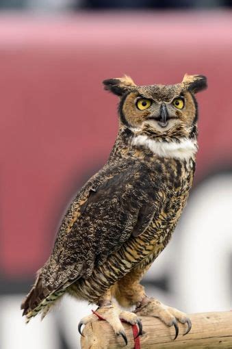 Stella, Temple Owls mascot. Temple was the first university in the country to adopt the owl as ...