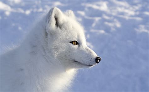 fond d'écran de renard des neiges,le renard arctique,canis lupus tundrarum,arctique,faune,renard ...