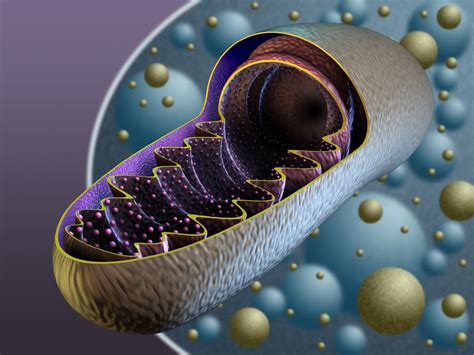 Genética y Biología Molecular : Herencia Mitocondrial