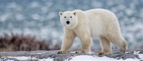 Wildlife in Greenland - Types of Greenlandic Animals - A-Z Animals