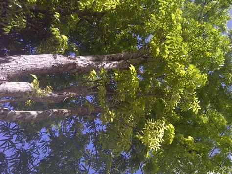 Mahogany Tree Farm in Philippines (swietenia macrophylla)