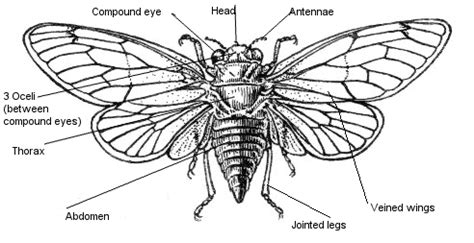 Fungi fun guys!: Cicada