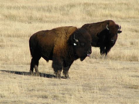 Buffalo in a Kansas field | Smithsonian Photo Contest | Smithsonian ...