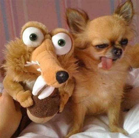 14 Reasons Why Chihuahuas Are The Worst Indoor Dog Breed Of All Time