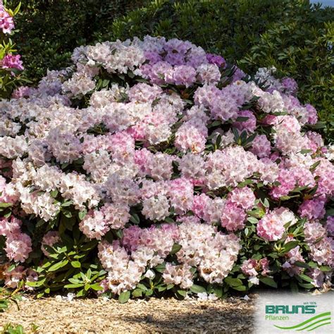 Rhododendron Inkarho (R) yakushim. Hybriden von Bruns Pflanzen