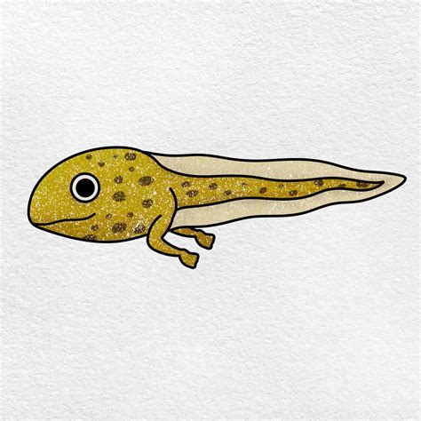 How to Draw a Tadpole - HelloArtsy