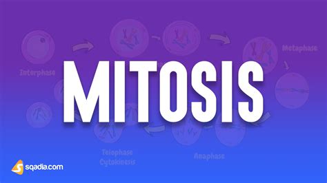 Mitosis - Animation