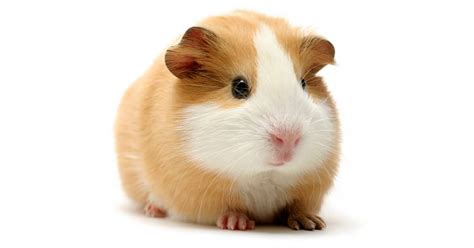 Rodent Facts | List Of Rodents | DK Find Out