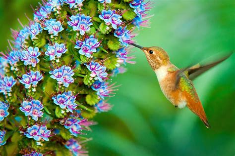 Download Blue Flower Bird Animal Hummingbird HD Wallpaper