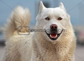 Image 66907: Smiling Husky from Crestock Stock Photos