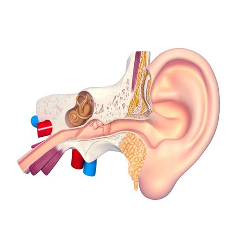 Ear anatomy cross section stock illustration. Illustration of ...