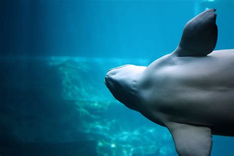 Beluga Whale | Free Stock Photo | Close-up of a beluga whale swimming under water | # 14782