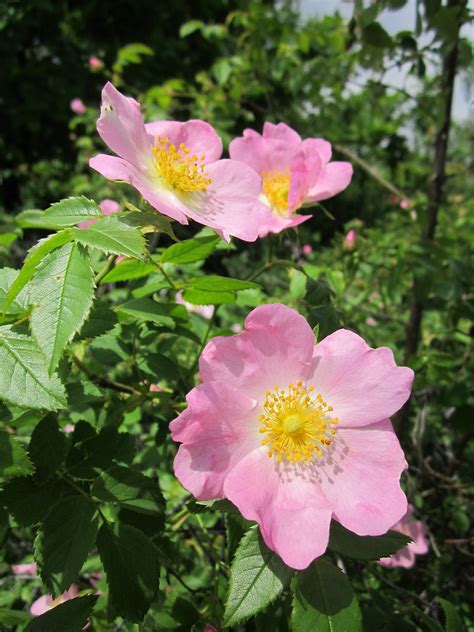 Rosa Canina Dog-Rose Shrub · Free photo on Pixabay