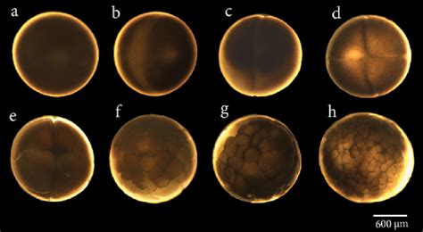 Stages of initial embryonic developoment (blastula formation) in... | Download Scientific Diagram