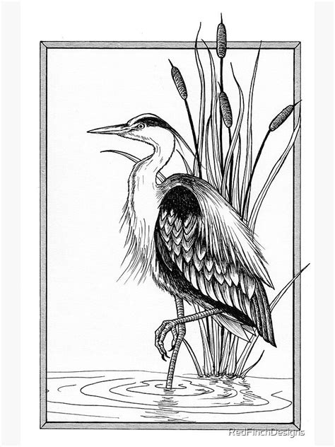 "Great blue heron and cattail ink illustration" Art Print for Sale by ...