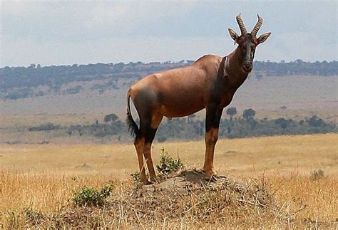 Topi Antelope on Observation Point photo, Masai Mara Kenya Africa