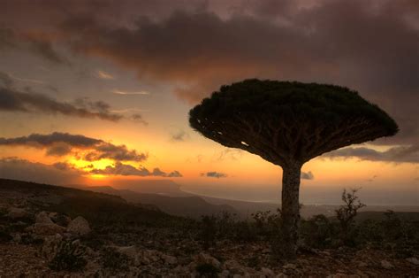 Socotra Island: Discover the Mysteries of this Amazing and Remote Place