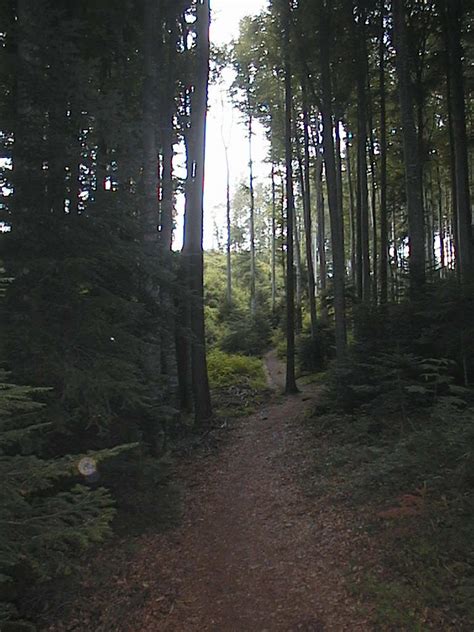 Trail Through the Woods Free Photo Download | FreeImages