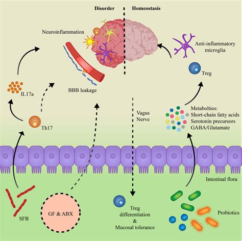 Model of the gut-immune-brain axis. Microbes can directly shape the ...