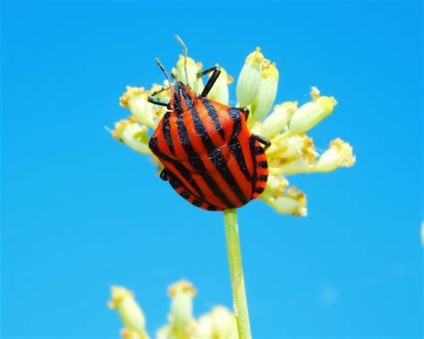 Premium Photo | Graphosoma lineatum with red and black stripes