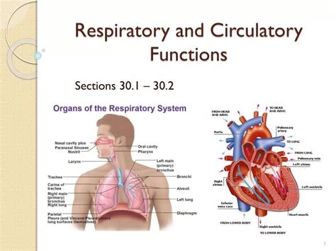 PPT - Respiratory and Circulatory Functions PowerPoint Presentation ...