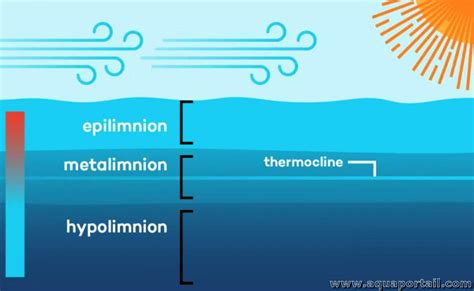 Métalimnion : définition et explications – AquaPortail