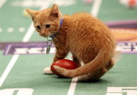 Kitten Bowl - See the Cutest Kittens on TV! #kittenbowl