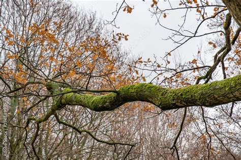 Big curved branch of old tree with orange fall leaves on bare tree ...