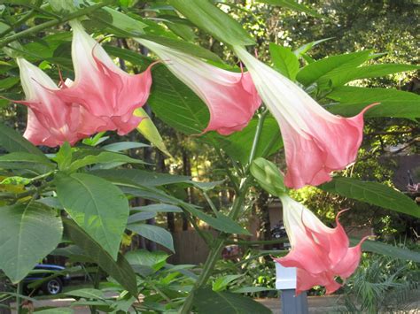 Versicolor Angel Trumpet. I sell Angel Trumpets. I can ship them any where in the United States ...