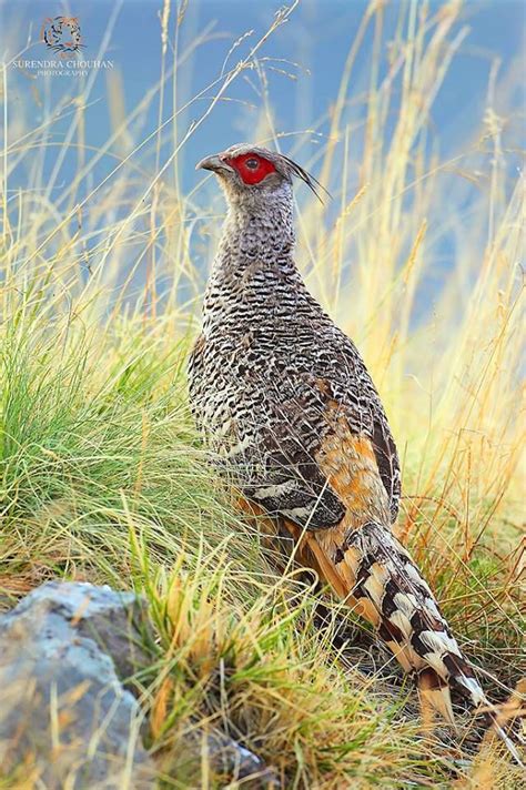 Cheer Pheasant (Catreus wallichii) India, Nepal, Kashmir, and Pakistan | Pet birds, Pretty birds ...