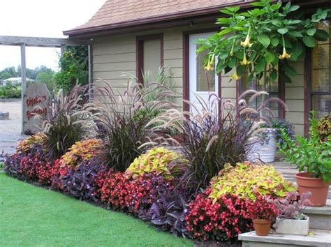 he tall grass is purple fountain grass (Pennisteum sectaceum 'Rubrum ...