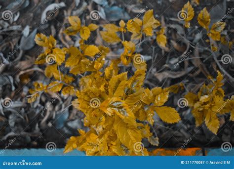 Yellow Leaves with Black and White Background Stock Image - Image of bright, girl: 211770087