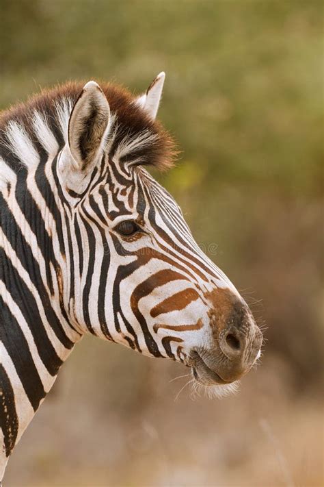 Zebra close-up stock photo. Image of equus, park, card - 26514708