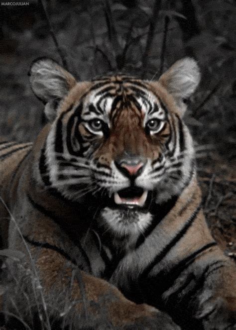 YAWN. ~ | Tiger gif, Tiger roar, Animals