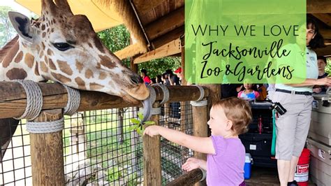 The Jacksonville Zoo: 7 Things we Love - Jacksonville Beach Moms