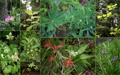 Flowers and Weeds: More Wildflowers at Mt Hood