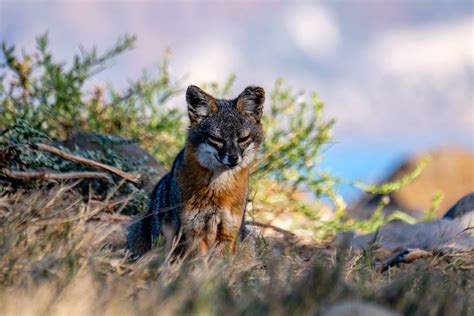 Advice from an Island Fox | Learn About Foxes on Channel Islands ...