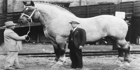 The World’s Biggest Horse, Brooklyn Supreme : pics