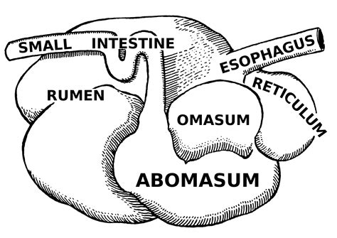 Cow Digestive System Diagram / How Many Stomachs Does A Cow Have And Why Cow S Digestive System ...