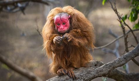 Uakari, Red - Los Angeles Zoo and Botanical Gardens | Uakari, Monkey, New world monkey